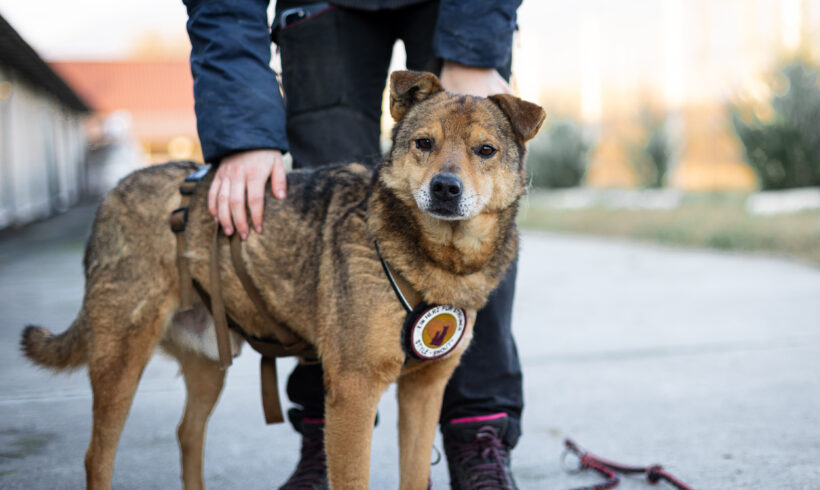 MONO – ca. 10 Jahre