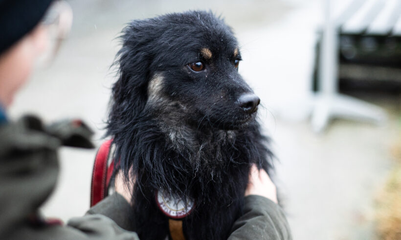 FRIDOLIN – ca. 2 Jahre