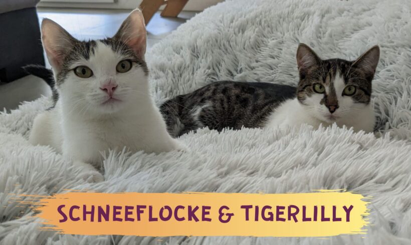 SCHNEEFLOCKE UND TIGERLILLY – ca. 10 Monate