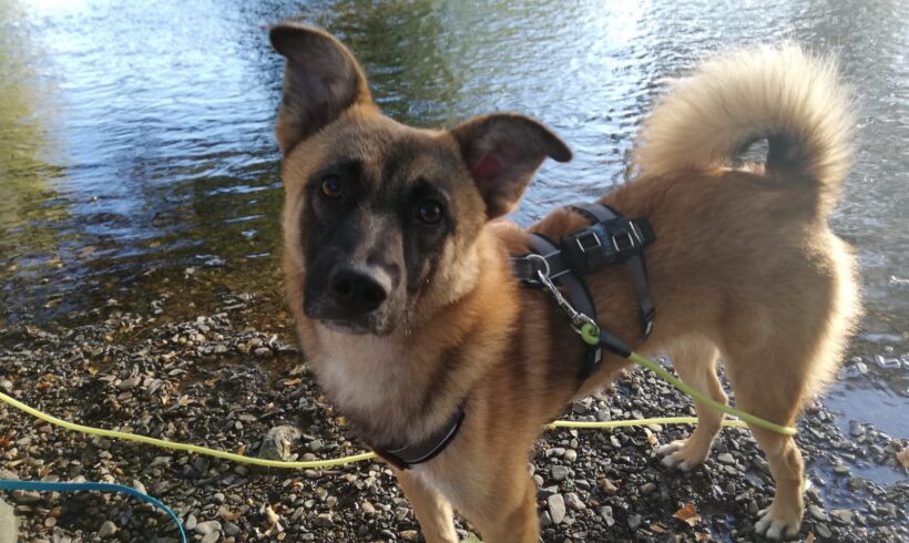 BALDO – ca. 1 Jahr