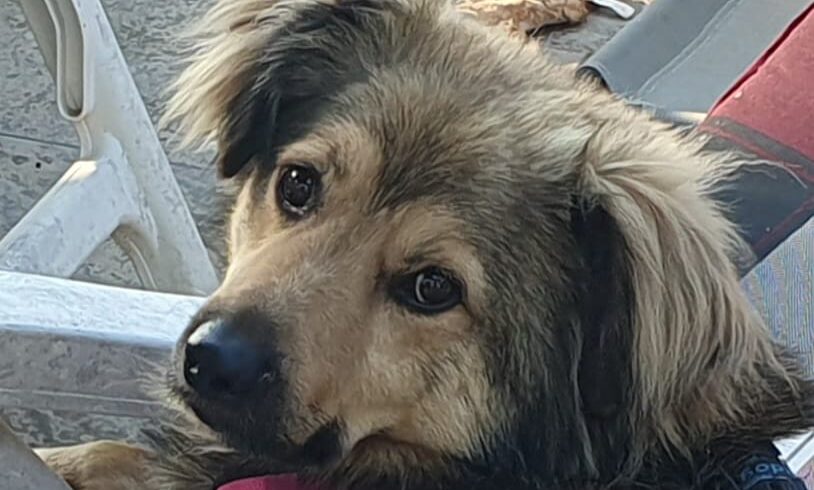 SVENSON – ca. 2,5 Jahre – Dreibein