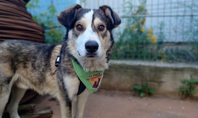 ELVIS – ca. 2 Jahre