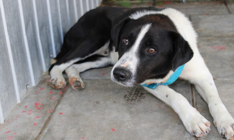 CHUCK – ca. 1 Jahr