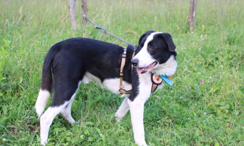 MEXX – ca. 1,5 Jahre