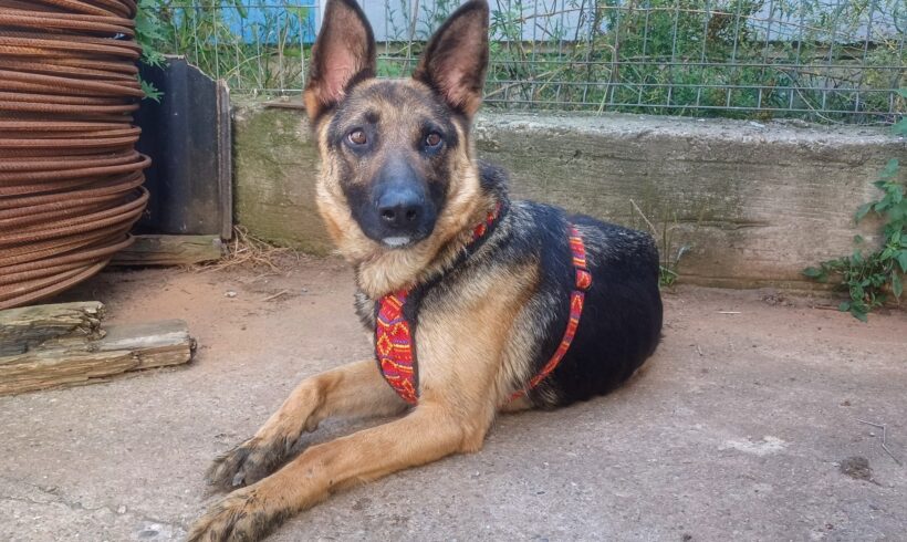 ALMEDINA – ca. 3 Jahre