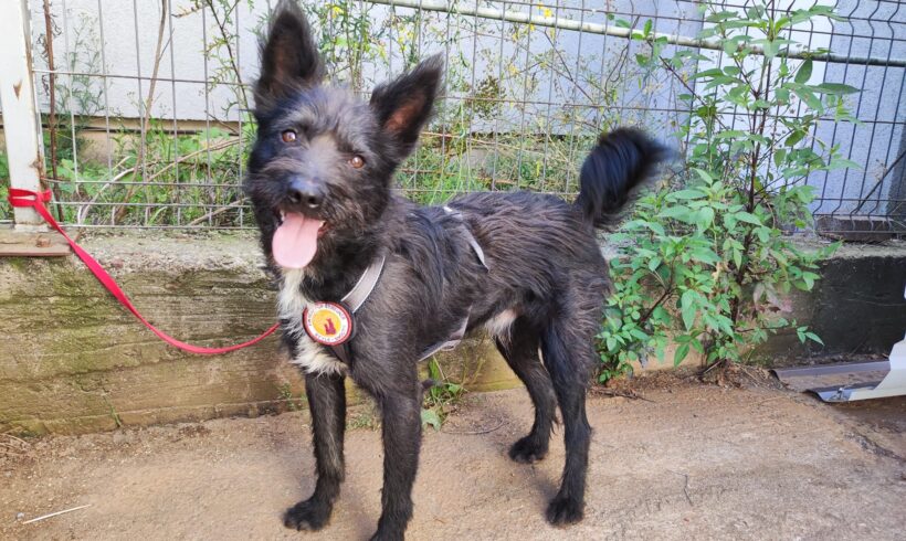 KLAUDIUSZ – ca. 1,5 Jahre