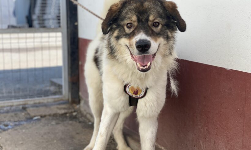 HENRY – ca. 1,5 – 2 Jahre