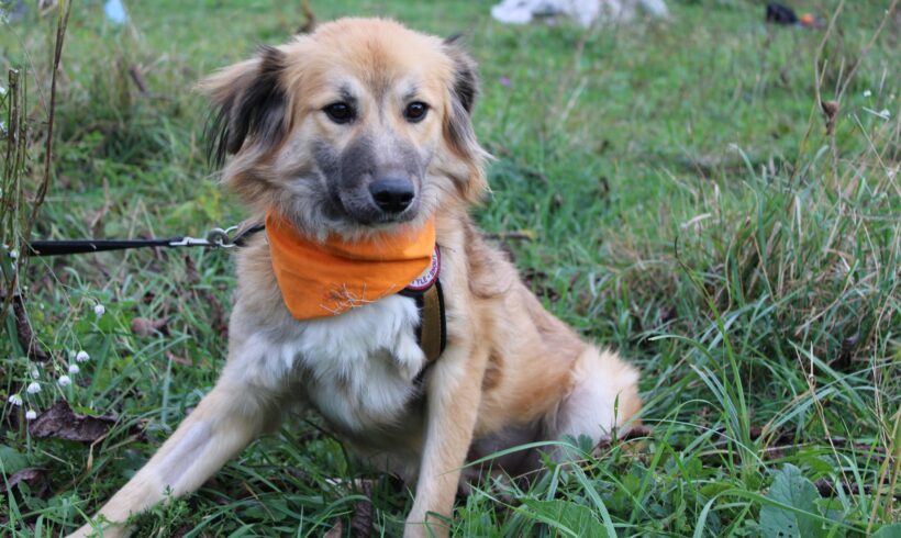 JESSI – ca. 1 Jahr