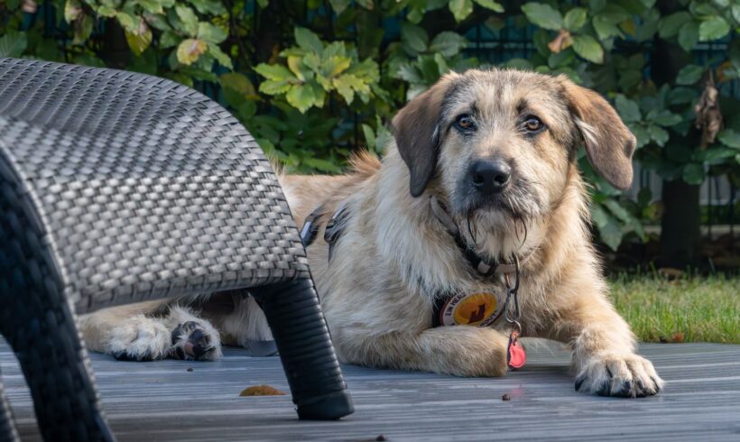 VIKTOR – ca. 11 Monate