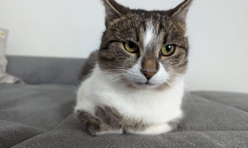 WILLY – FIV positiv – ca. 3 Jahre