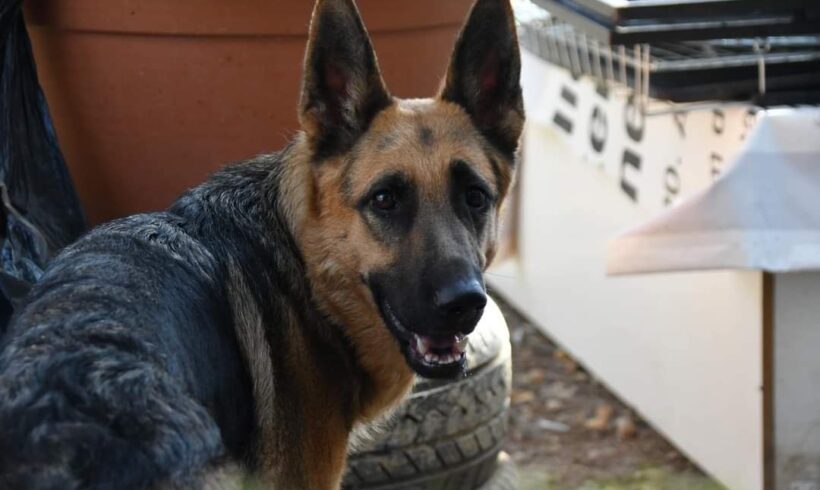 MIRICA – ca. 1,5 Jahre