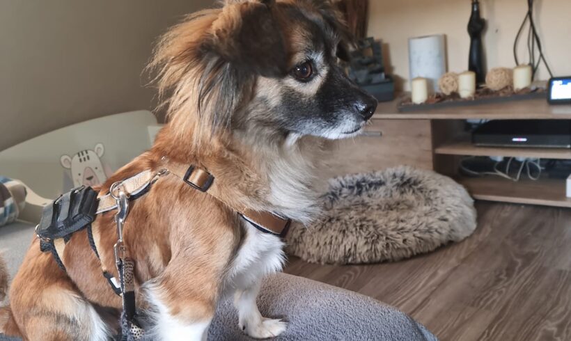 HADA – ca. 3 Jahre