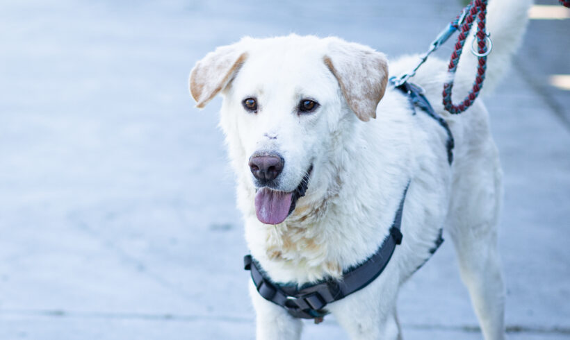 ARNO – ca. 5,5 Jahre