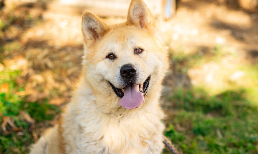 HACHIKO