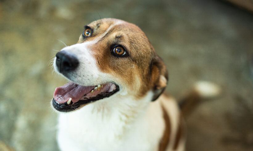 VINKA – ca. 6 Jahre