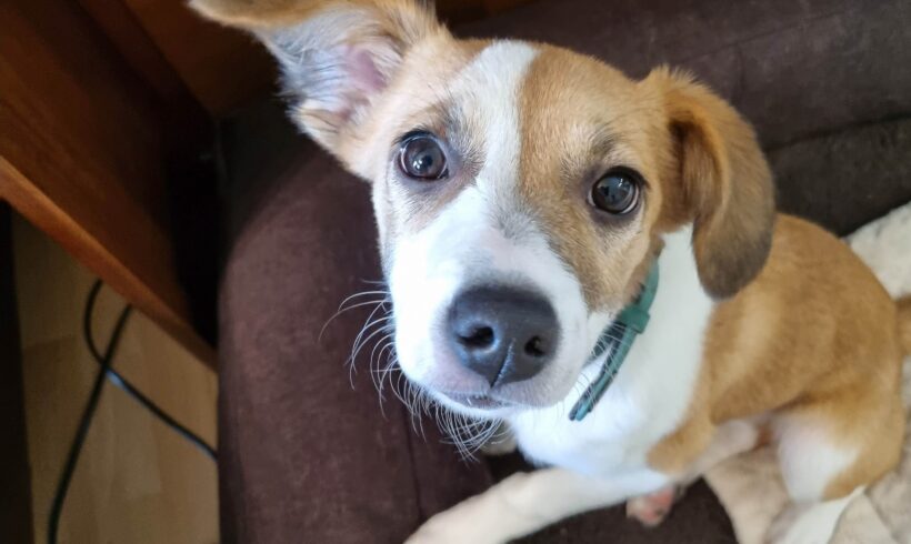 DORRIE – ca. 8 Monate