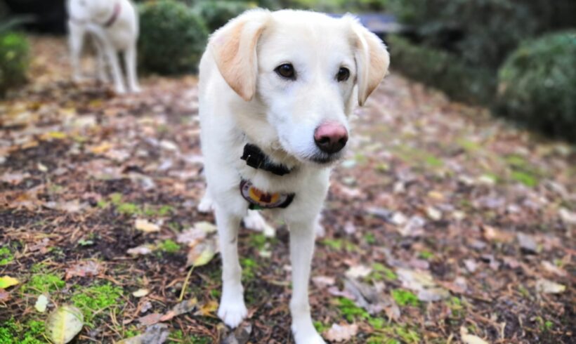 ANCONA – ca. 7 Jahre