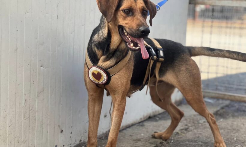 NIKI – ca. 4 Jahre