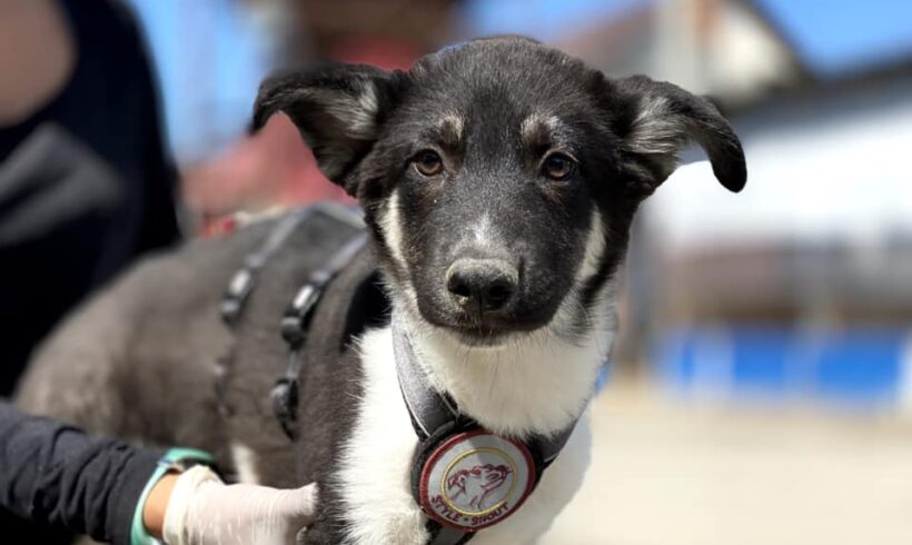 GUSTAVO – ca. 4 Monate