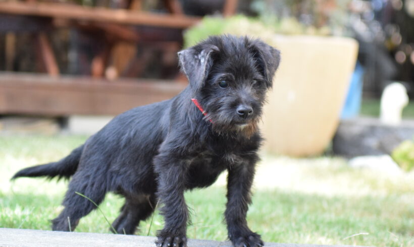 JESPER – ca. 5 – 6 Monate