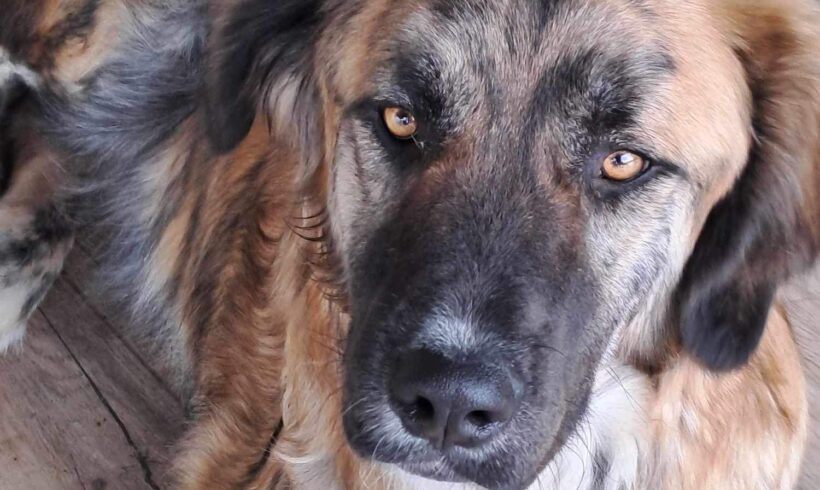 RÜDIGER – ca. 1,5 Jahre