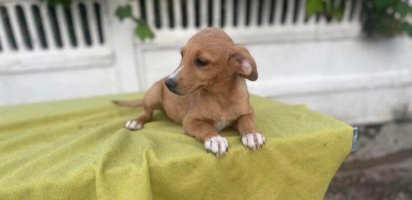 MAY – ca. 4 Monate