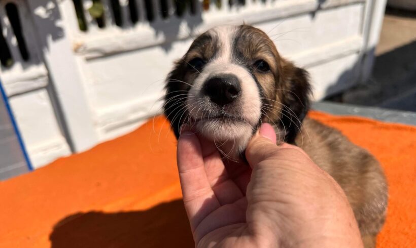 SADIE – ca. 4 Monate