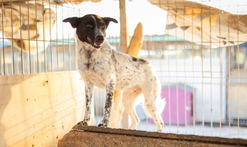 MILKA – ca. 2 Jahre