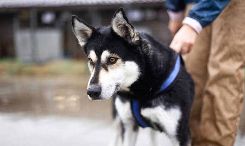 PILI – ca. 9 Jahre