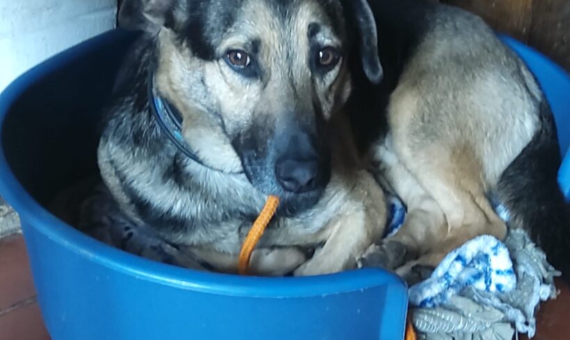 KICKO – ca. 3 Jahre