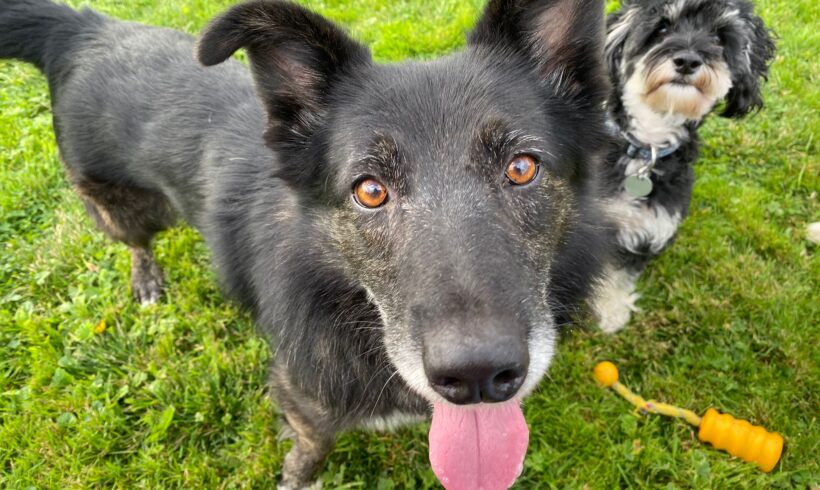 XANTI – ca. 8,5 Jahre