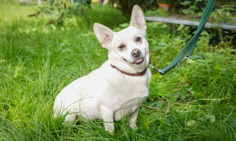 SMILEY – ca. 2 – 3 Jahre