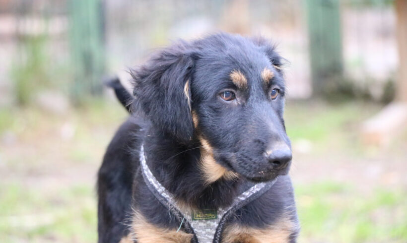 CHIN CHIN – ca. 4 Monate