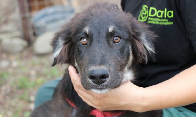 MIDAS – ca. 5 Monate