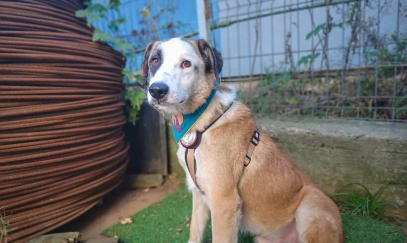 BLACKJACK – ca. 3 Jahre