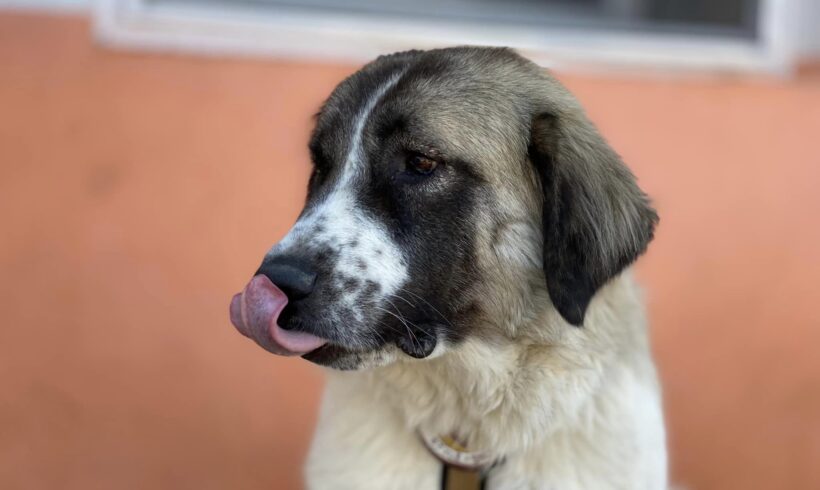 PUPETTE – ca. 4 Jahre