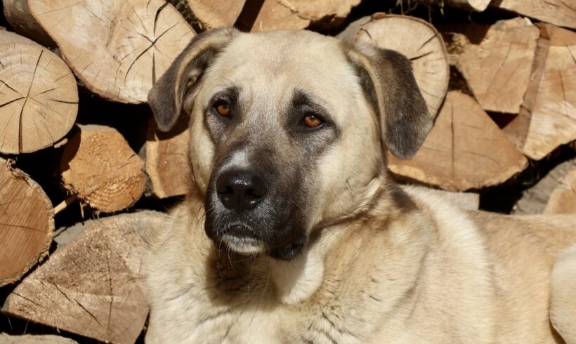 AZZURRO – ca. 2,5 Jahre