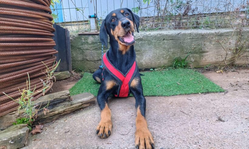 SISKA – ca. 7 Jahre