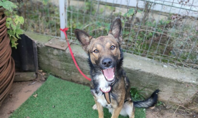 ROCKY – ca. 1,5 Jahre