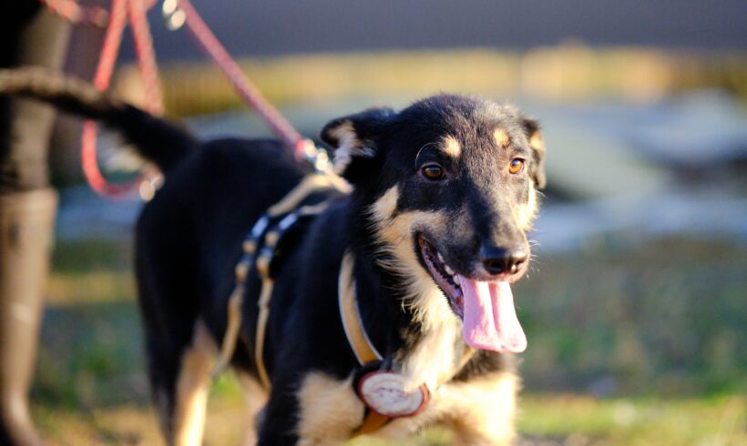 PABLO – ca. 8 Monate