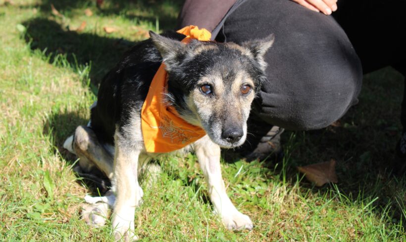 SWEENEY – ca. 3 Jahre