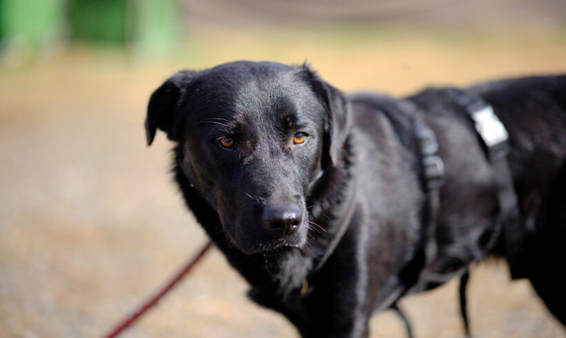 SHINEI – ca. 2 Jahre