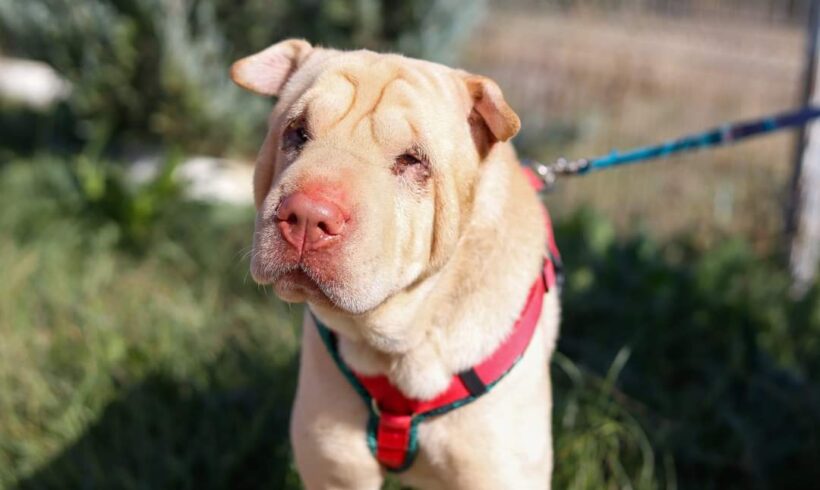 SHAR – ca. 3 Jahre