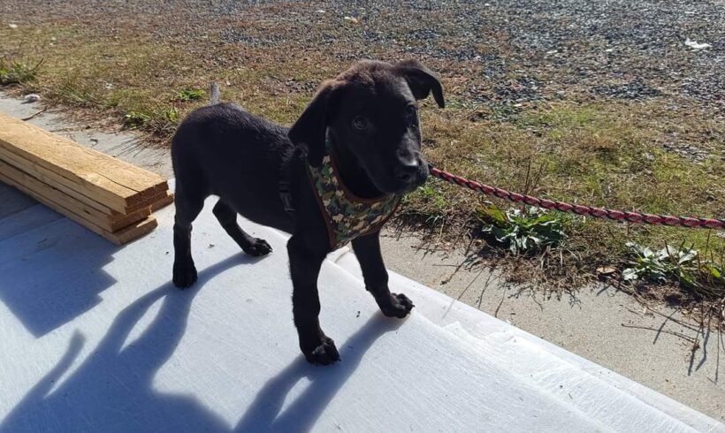 WOLFI – ca. 2,5 Monate