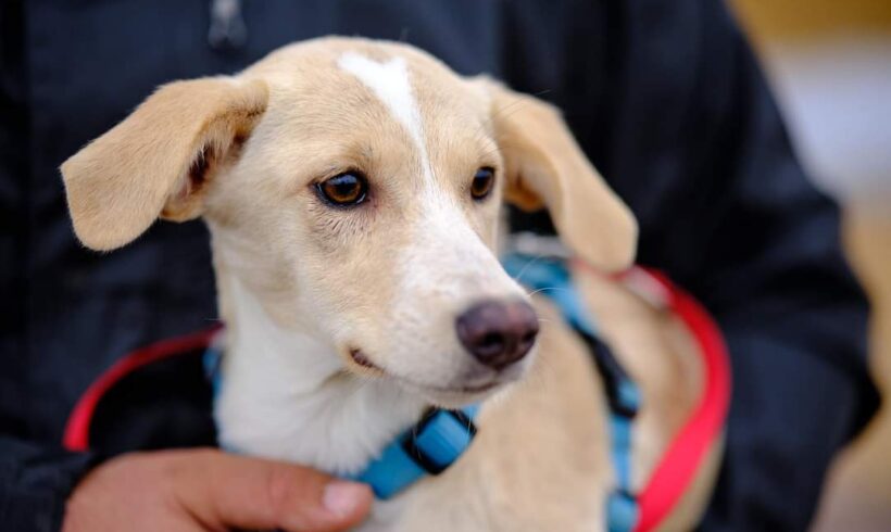 VIOLETTA – ca. 4 Monate