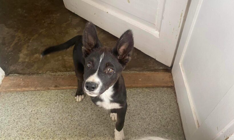 MANKA – ca. 4 Monate