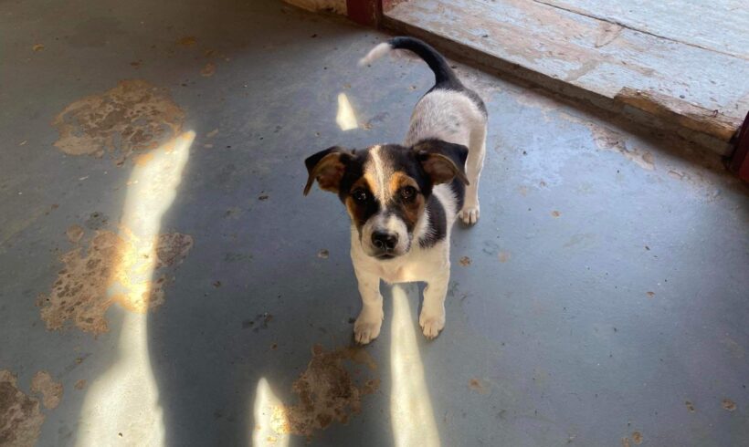 APPLE – ca. 4 Monate