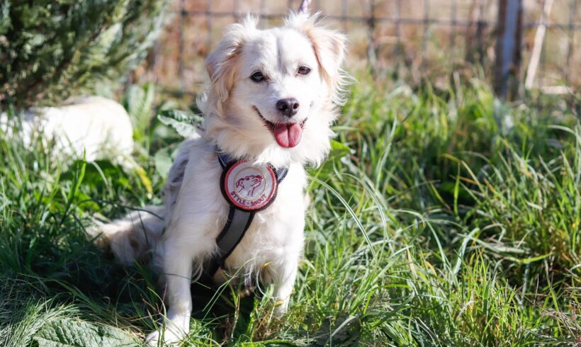 NADINE – ca. 2 – 3 Jahre