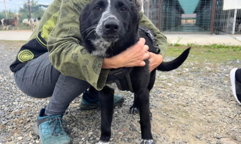 LEXI – ca. 8 Monate