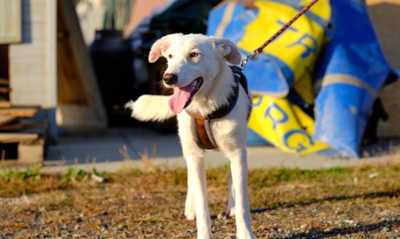 JILLY – ca. 8 Monate